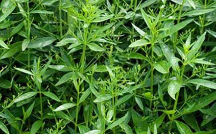 Kalmegh Extract